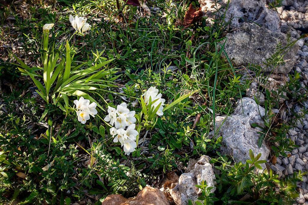 Villa Cecylia Es Canutells Dış mekan fotoğraf