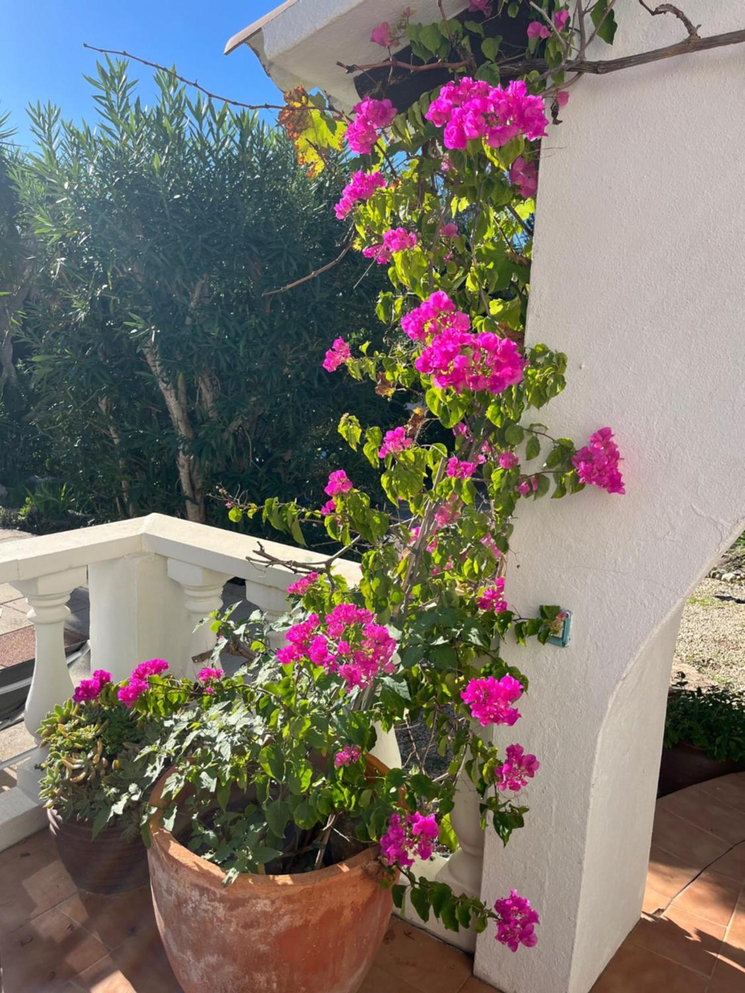 Villa Cecylia Es Canutells Dış mekan fotoğraf